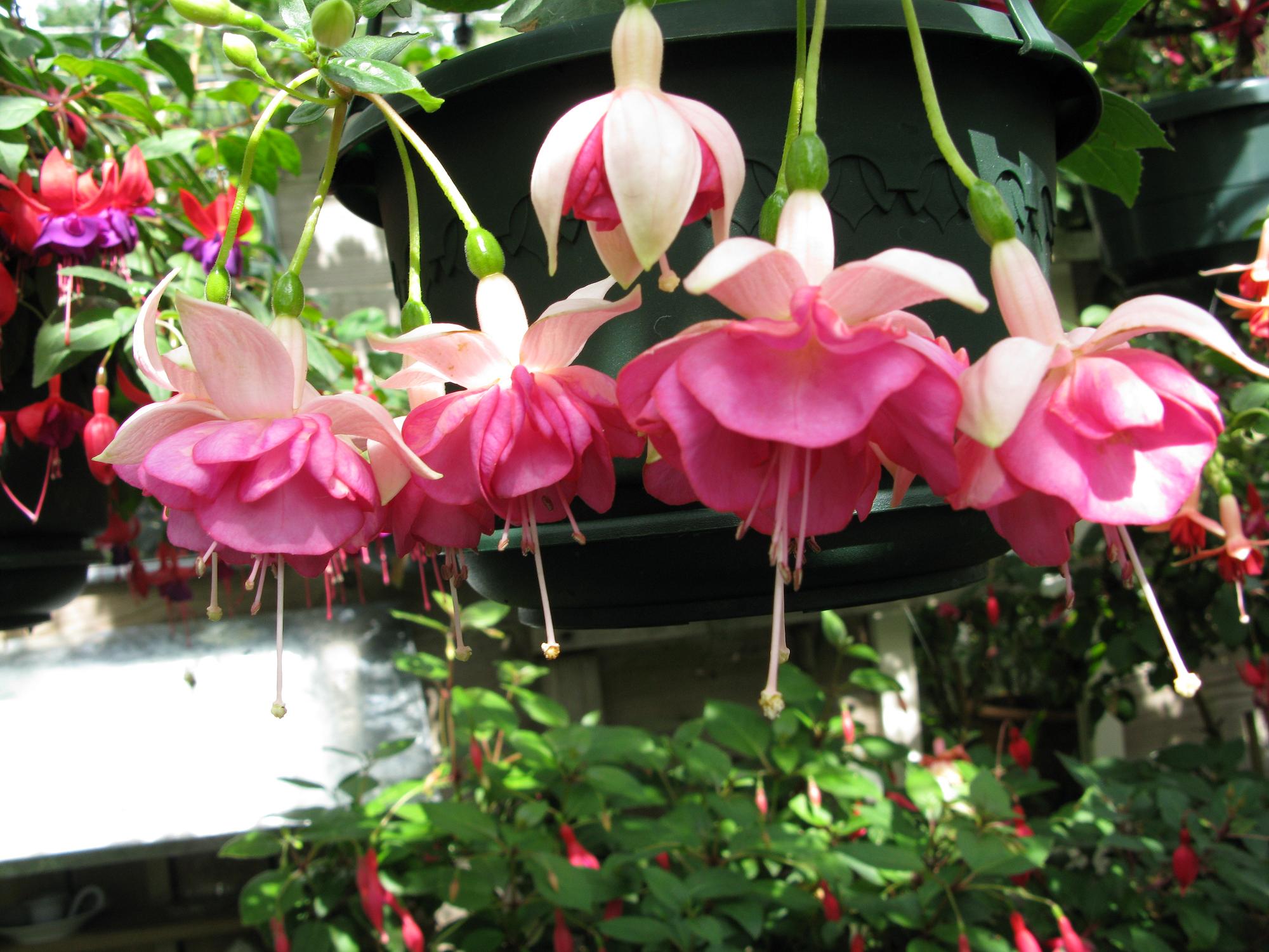 Tuin, Ineke Kuyn